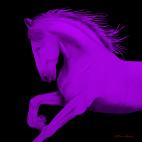 CHEVAL1-MAUVE- CHEVAL1 ULTRAMARINE  Horse Showroom - Inkjet on plexi, limited editions, numbered and signed. Wildlife painting Art and decoration. Click to select an image, organise your own set, order from the painter on line