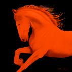 CHEVAL1-ORANGE- CHEVAL1 ORANGE  Horse Showroom - Inkjet on plexi, limited editions, numbered and signed. Wildlife painting Art and decoration. Click to select an image, organise your own set, order from the painter on line