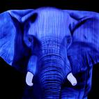 ELEPHANT-BLEU ELEPHANT FUSHIA Elephant Showroom - Inkjet on plexi, limited editions, numbered and signed. Wildlife painting Art and decoration. Click to select an image, organise your own set, order from the painter on line