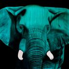 ELEPHANT-BRONZE ELEPHANT CHLOROPHYLLE élephant Showroom - Inkjet sur plexi, éditions limitées, numérotées et signées .Peinture animalière Art et décoration.Images multiples, commandez au peintre Thierry Bisch online
