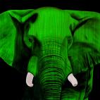 ELEPHANT-CHLOROPHYLLE ELEPHANT FUSHIA Elephant Showroom - Inkjet on plexi, limited editions, numbered and signed. Wildlife painting Art and decoration. Click to select an image, organise your own set, order from the painter on line