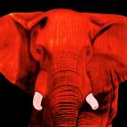 ELEPHANT-FIRE ELEPHANT ROUGE 2 Elephant Showroom - Inkjet on plexi, limited editions, numbered and signed. Wildlife painting Art and decoration. Click to select an image, organise your own set, order from the painter on line