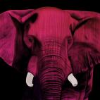 ELEPHANT-FRAMBOISE ELEPHANT MAUVE Elephant Showroom - Inkjet on plexi, limited editions, numbered and signed. Wildlife painting Art and decoration. Click to select an image, organise your own set, order from the painter on line