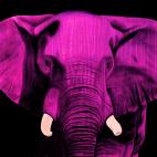 ELEPHANT-FUSHIA ELEPHANT JAUNE Elephant Showroom - Inkjet on plexi, limited editions, numbered and signed. Wildlife painting Art and decoration. Click to select an image, organise your own set, order from the painter on line