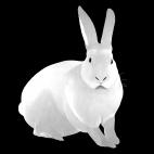 LAPIN-Silver LAPIN Jaune  rabbit Showroom - Inkjet on plexi, limited editions, numbered and signed. Wildlife painting Art and decoration. Click to select an image, organise your own set, order from the painter on line