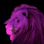 LION-ROSE LION ELECTRIC BLUE Lion Showroom - Inkjet sur plexi, éditions limitées, numérotées et signées .Peinture animalière Art et décoration.Images multiples, commandez au peintre Thierry Bisch online
