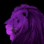 LION-VIOLET LION ROSE Lion Showroom - Inkjet sur plexi, éditions limitées, numérotées et signées .Peinture animalière Art et décoration.Images multiples, commandez au peintre Thierry Bisch online