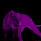 LIONESS-PURPLE   Peinture animalière, art animalier, peintre tableau animal, cheval, ours, élephant, chien sur toile et décoration par Thierry Bisch 