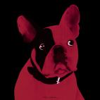 MR-CUTE-FRAMBOISE MR CUTE JAUNE ORANGE french bulldog dog Showroom - Inkjet on plexi, limited editions, numbered and signed. Wildlife painting Art and decoration. Click to select an image, organise your own set, order from the painter on line