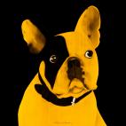 MR-CUTE-GOLD MR CUTE MAUVE french bulldog dog Showroom - Inkjet on plexi, limited editions, numbered and signed. Wildlife painting Art and decoration. Click to select an image, organise your own set, order from the painter on line