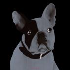 MR-CUTE-GRIS-PERLE MR CUTE NUIT french bulldog dog Showroom - Inkjet on plexi, limited editions, numbered and signed. Wildlife painting Art and decoration. Click to select an image, organise your own set, order from the painter on line