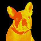 MR-CUTE-JAUNE-ORANGE MR CUTE VERT french bulldog dog Showroom - Inkjet on plexi, limited editions, numbered and signed. Wildlife painting Art and decoration. Click to select an image, organise your own set, order from the painter on line