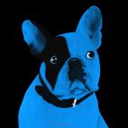 MR-CUTE-LAYETTE MR CUTE ROUGE french bulldog dog Showroom - Inkjet on plexi, limited editions, numbered and signed. Wildlife painting Art and decoration. Click to select an image, organise your own set, order from the painter on line