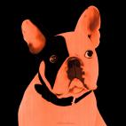 MR-CUTE-MANDARINE MR CUTE GRIS PERLE french bulldog dog Showroom - Inkjet on plexi, limited editions, numbered and signed. Wildlife painting Art and decoration. Click to select an image, organise your own set, order from the painter on line