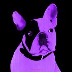 MR-CUTE-MAUVE MR CUTE ORANGE french bulldog dog Showroom - Inkjet on plexi, limited editions, numbered and signed. Wildlife painting Art and decoration. Click to select an image, organise your own set, order from the painter on line