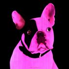 MR-CUTE-ROSE MR CUTE MAUVE french bulldog dog Showroom - Inkjet on plexi, limited editions, numbered and signed. Wildlife painting Art and decoration. Click to select an image, organise your own set, order from the painter on line