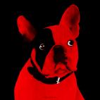 MR-CUTE-ROUGE MR CUTE NUIT french bulldog dog Showroom - Inkjet on plexi, limited editions, numbered and signed. Wildlife painting Art and decoration. Click to select an image, organise your own set, order from the painter on line