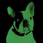MR-CUTE-VERT-AMANDE MR CUTE JAUNE ORANGE Bouledogue francais bulldog bulldogue chien Showroom - Inkjet sur plexi, éditions limitées, numérotées et signées .Peinture animalière Art et décoration.Images multiples, commandez au peintre Thierry Bisch online