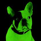 MR-CUTE-VERT MR CUTE MANDARINE french bulldog dog Showroom - Inkjet on plexi, limited editions, numbered and signed. Wildlife painting Art and decoration. Click to select an image, organise your own set, order from the painter on line
