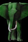 TIMBA TIMBA PURPLE élephant elephant Showroom - Inkjet sur plexi, éditions limitées, numérotées et signées .Peinture animalière Art et décoration.Images multiples, commandez au peintre Thierry Bisch online