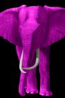 TIMBA-FUSHIA TIMBA FUSHIA élephant elephant Showroom - Inkjet sur plexi, éditions limitées, numérotées et signées .Peinture animalière Art et décoration.Images multiples, commandez au peintre Thierry Bisch online